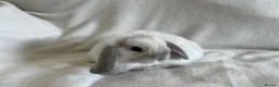 Mini Lop rabbits for sale: Mini Lops Ready to Leave Now - Advert 3