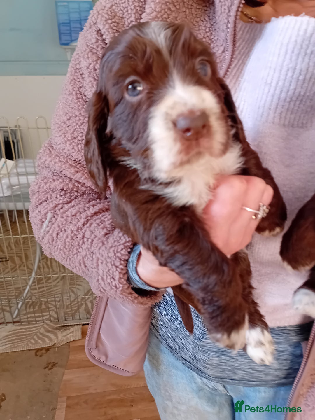 Cocker Spaniel dogs for sale: Stunning Cocker Spaniel girls - Advert 4