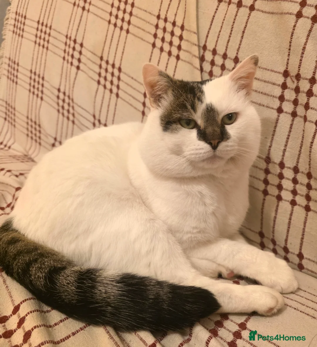 Mixed Breed cats for sale: White & grey, calm & gentle — for free - Advert 2