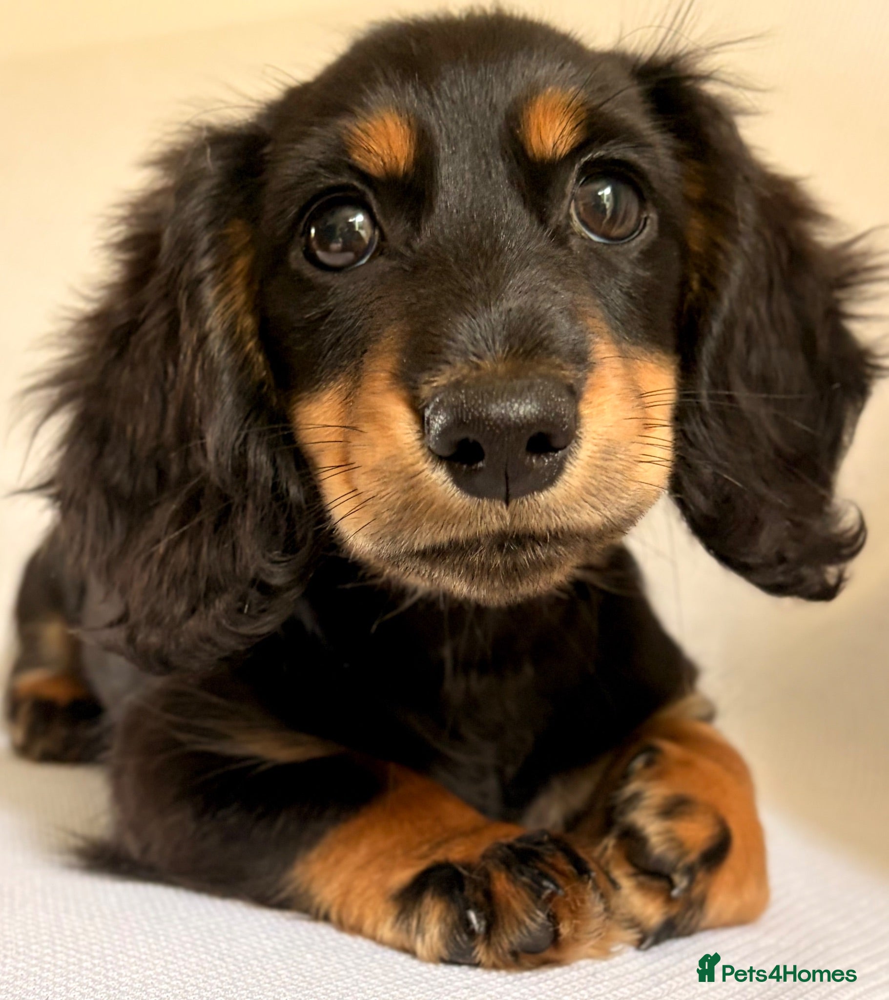 Miniature Dachshund dogs READY NOW Longhaired Miniature Dachshund Puppies - Advert 3