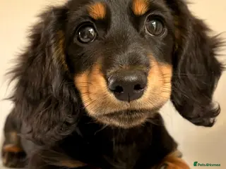 Miniature Dachshund dogs READY NOW Longhaired Miniature Dachshund Puppies - Advert 3