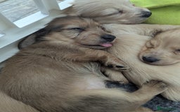 Dachshund dogs for sale: Long haired miniature Dachshunds  - Image 31
