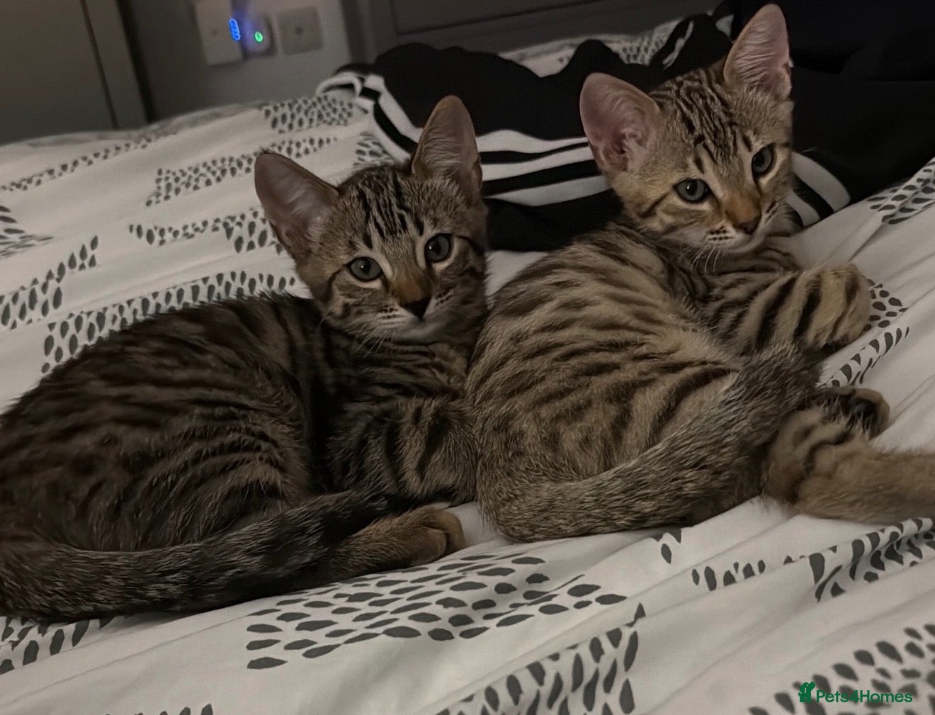 Bengal cats for sale: For sale 2 pure Bengal Male Kittens  - Advert 13