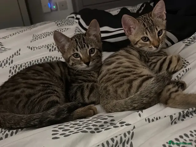 Bengal cats for sale: For sale 2 pure Bengal Male Kittens - Advert 13