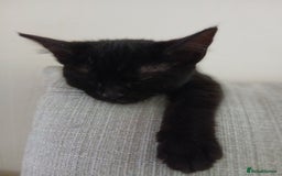 Ragdoll cats for sale: 3 part Ragdoll kittens ready for their new homes. - Image 2