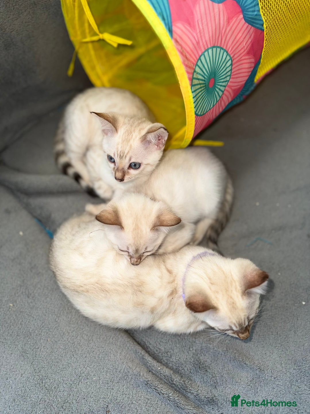 Bengal cats for sale: Blue Eyes Snow Lynx Bengal Kittens - Image 16