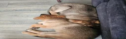 German Shepherd dogs for sale: Straight backed Female German Shepherds  - Advert 1