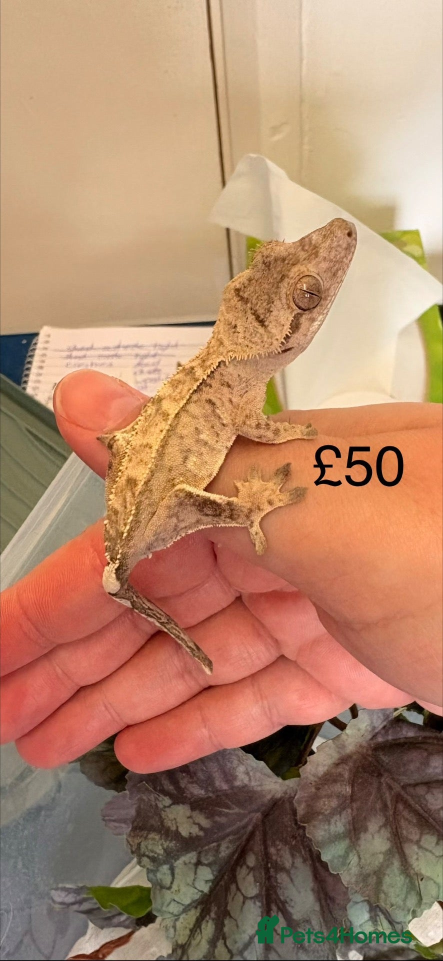 Gecko reptiles for sale: Crested Geckos various  - Advert 20