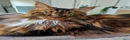 Maine Coon cats for sale: Two male bonded maine coon siblings in Keighley - Advert 3