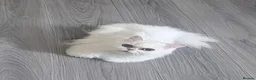 Persian cats for sale: Beautiful silver tipped Chinchilla Persian in Pontefract - Advert 5