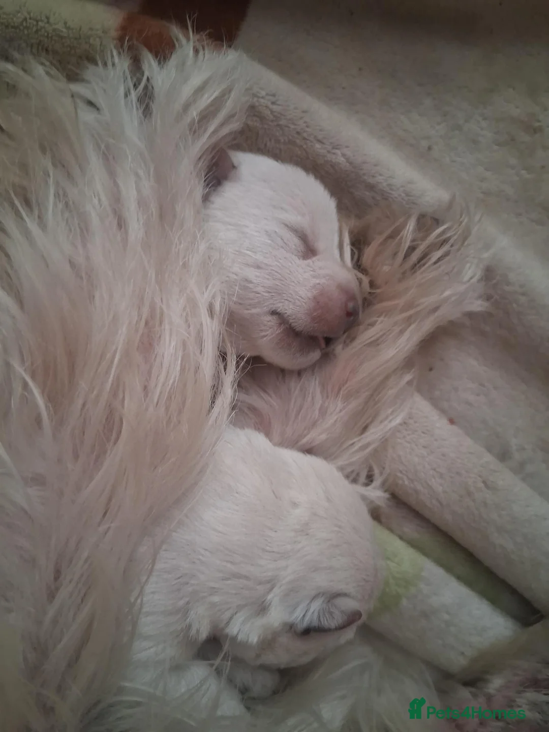 West Highland Terrier dogs for sale: West Highland terriers  - Advert 5