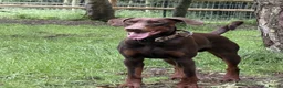Dobermann dogs for sale:  Beautiful Doberman boy - Kc registered  - Advert 2