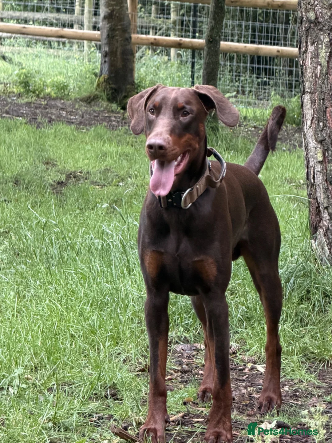 Dobermann dogs for sale:  Beautiful Doberman boy - Kc registered  - Advert 2
