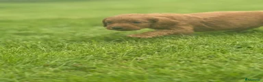 Cockapoo 1