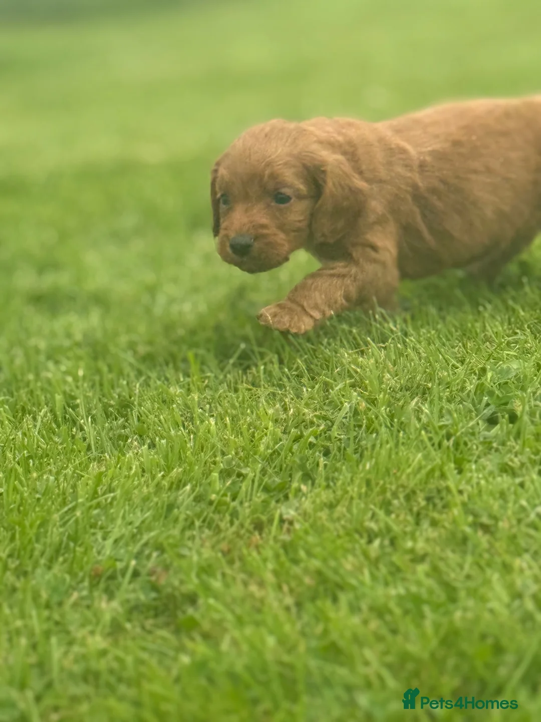 Cockapoo dogs for sale: Miniature F1 Cockapoo Puppies - Advert 26