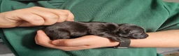 Patterdale Terrier dogs for sale: 1 left - Working Patty Pup - Advert 36