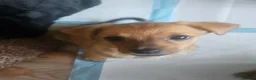 Chiweenie dogs for sale: Jessie blue eyed girl  in Nuneaton - Advert 3