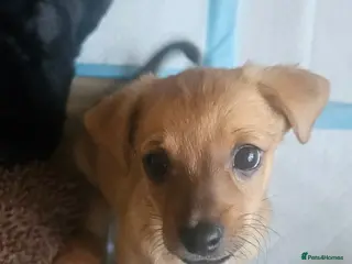Chiweenie dogs BRUCE - Advert 1