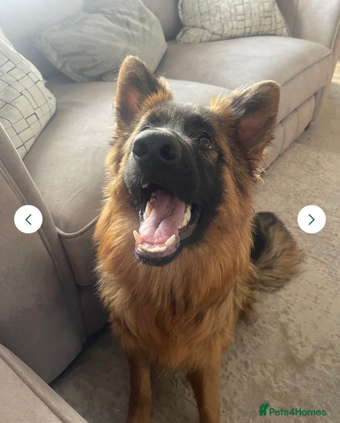 German Shepherd dogs for sale: Gentle 1y Angel  - Image 2