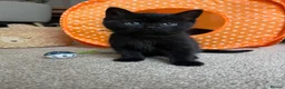 Mixed Breed cats for sale: Gorgeous black kittens ready next week - Advert 5
