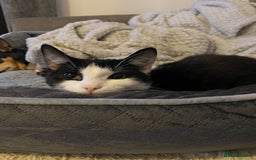 Mixed Breed cats for sale: Rehoming Our Girl - Image 7