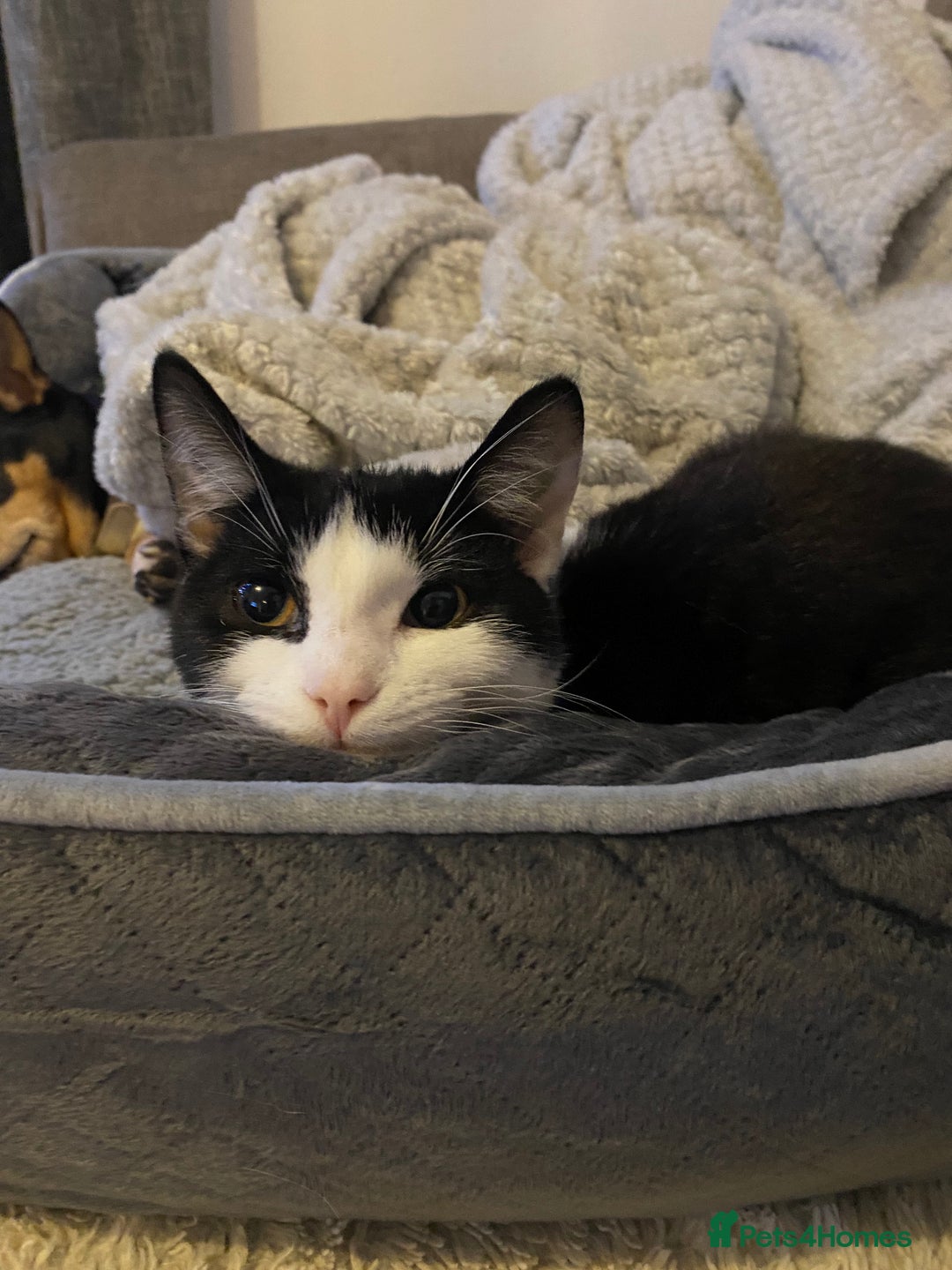 Mixed Breed cats for sale: Rehoming Our Girl - Image 7