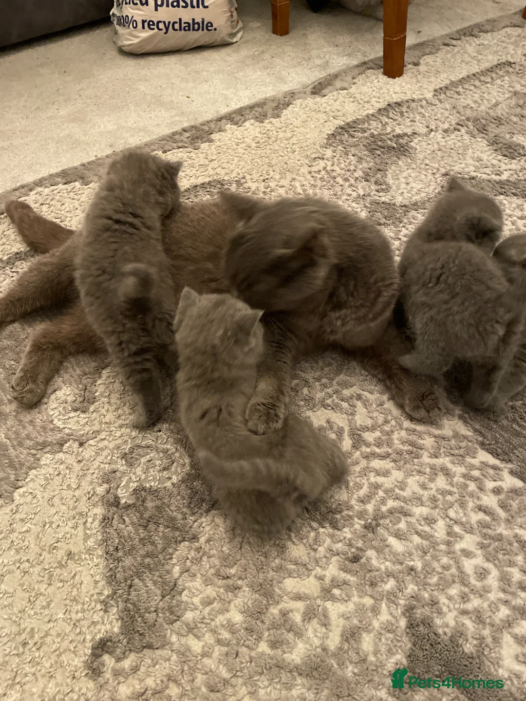 British Shorthair cats for sale: British short har kittens  in Birmingham - Advert 10