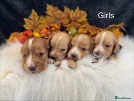 Cocker Spaniel dogs - Advert 6