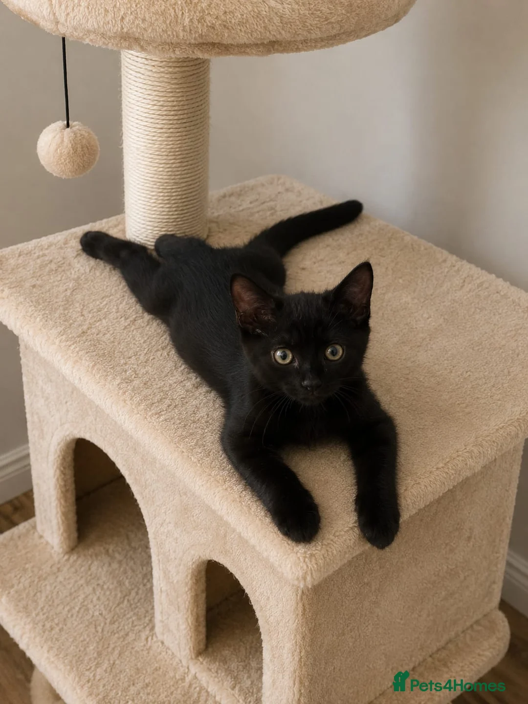 Mixed Breed cats for sale: Last Kitten Available – Ready for His Forever Home - Advert 2