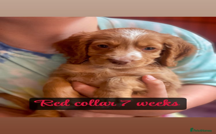 Cocker Spaniel dogs - Advert 2