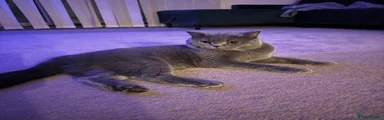 British Shorthair Adult