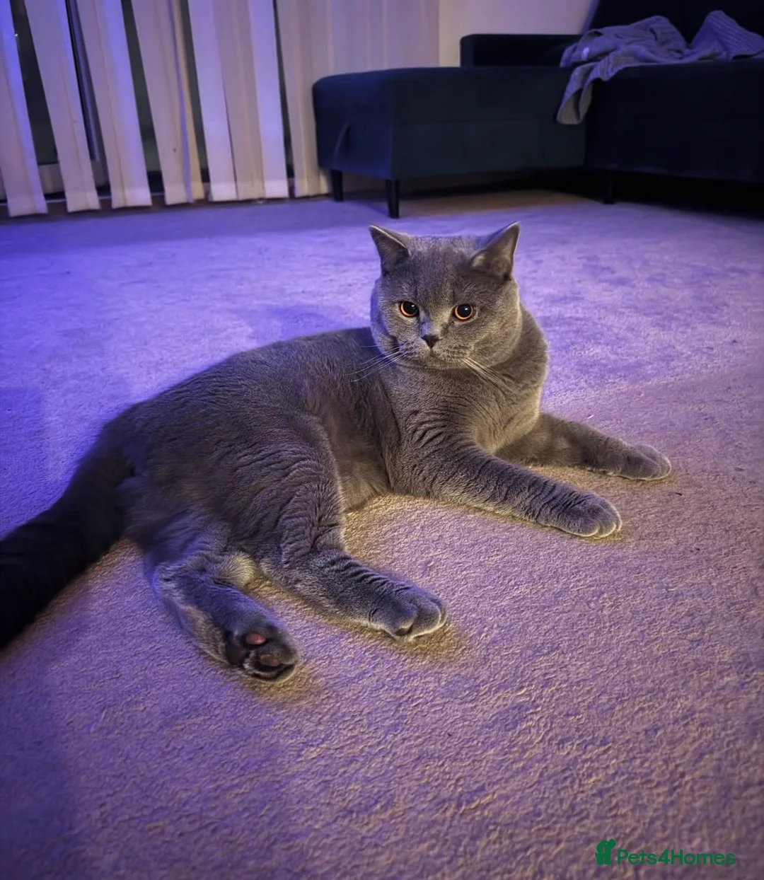 British Shorthair cats for sale: British shorthair and Scottish fold for sale  - Advert 13