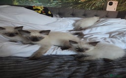 Ragdoll cats for sale: Beautiful ragdoll kittens  - Image 5