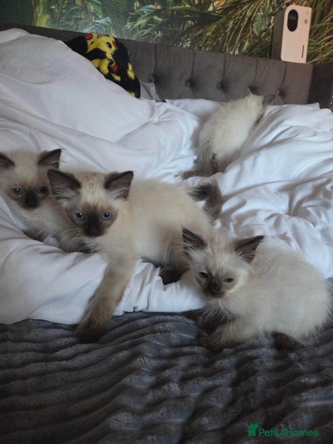 Ragdoll cats for sale: Beautiful ragdoll kittens  - Image 5