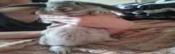 Mixed Breed rabbits for sale: Beautiful Grey Boy - Advert 3