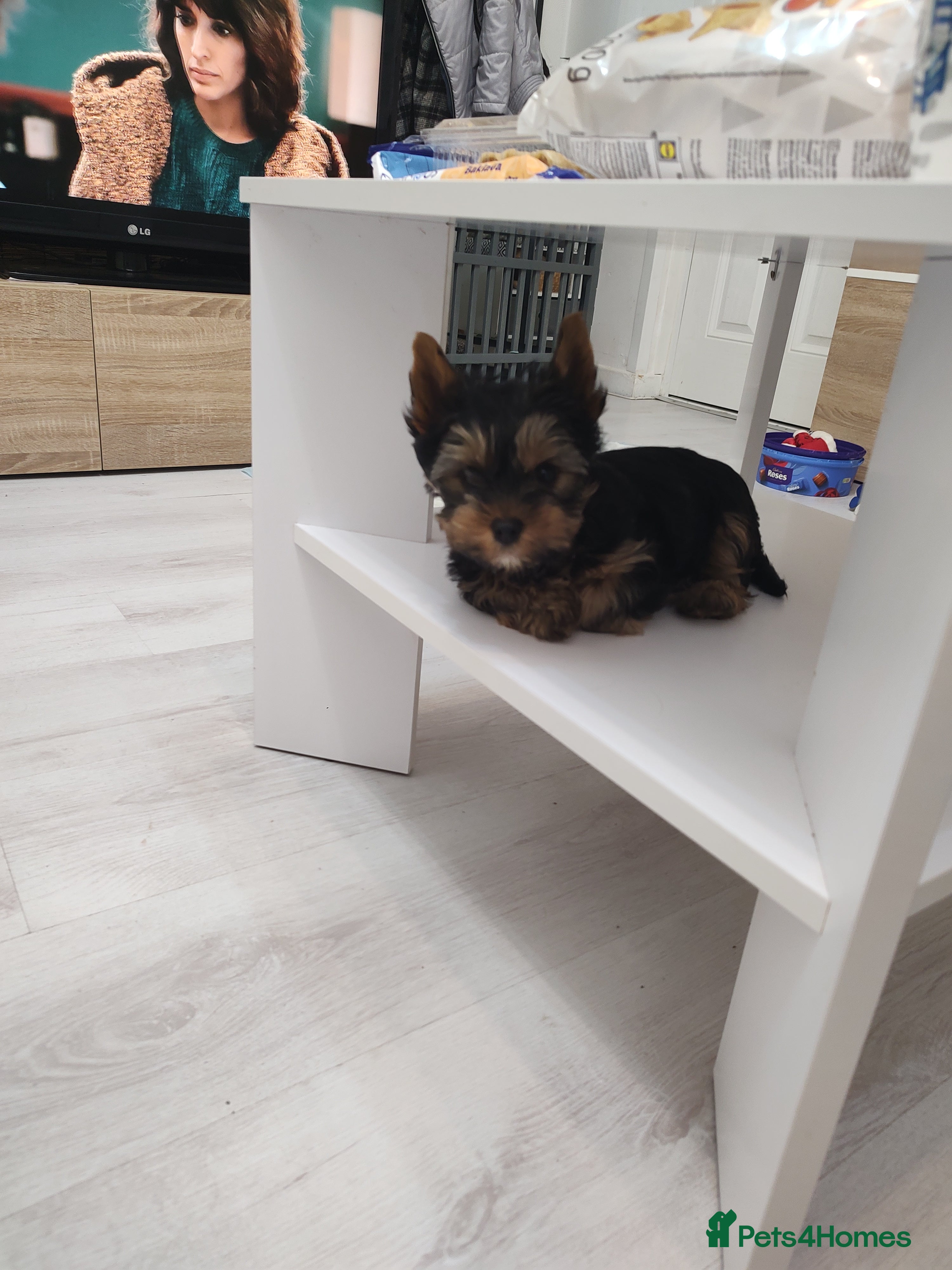 Yorkshire Terrier dogs Mini Yorkshire terrier Boy - Advert 4