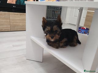 Yorkshire Terrier dogs Mini Yorkshire terrier Boy - Advert 10