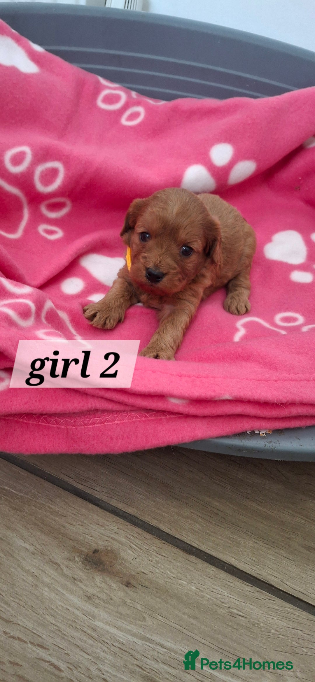Cavapoo dogs for sale: Red cacapoos - Image 5