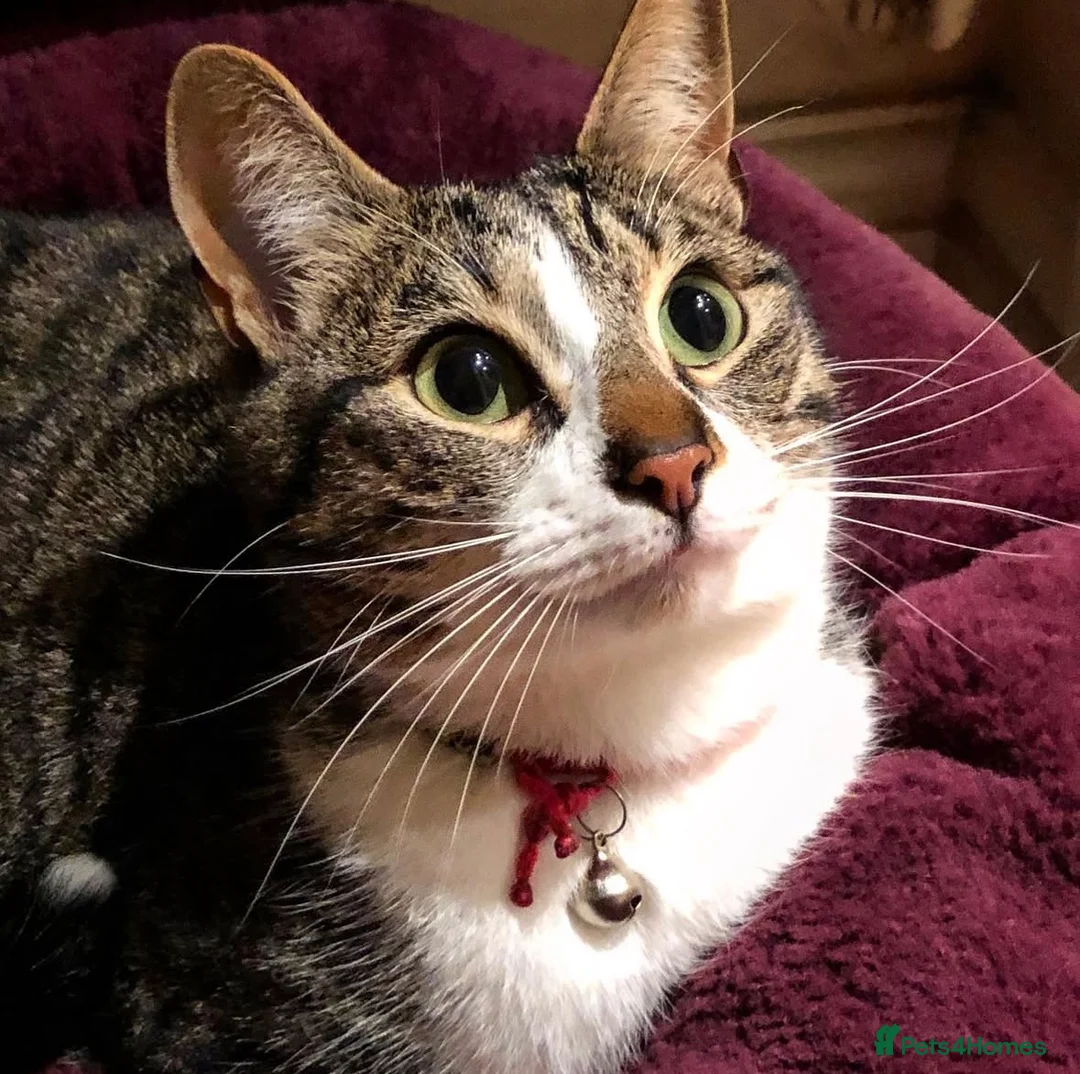 Domestic Shorthair cats for sale: BEAUTIFUL DOMESTIC FELINE CAT - Advert 3