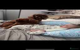 Cavalier King Charles Spaniel dogs for sale: beautiful ruby king charles cavalier  - Image 10