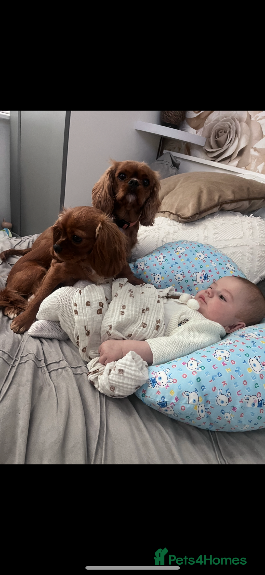 Cavalier King Charles Spaniel dogs for sale: beautiful ruby king charles cavalier  - Image 10