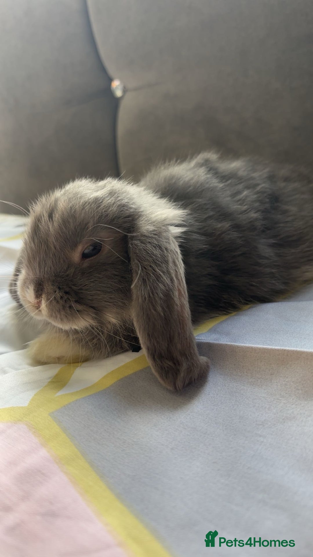 Mini Lop rabbits for sale: Mini Lop males for sale - Advert 2