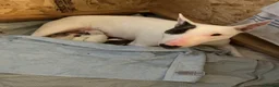 English Bull Terrier dogs for sale: KC Registered English Bull Terrier puppies - 14/6 - Advert 3