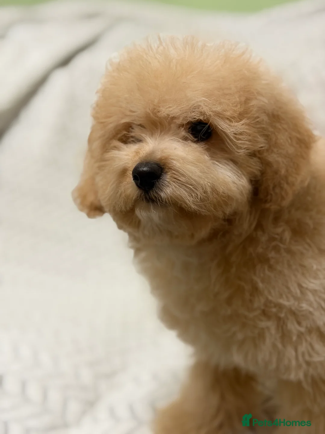 Mixed Breed dogs for sale: 🐾🐾 F1 Bb Maltipoo Puppies Boys and Girls 🐾🐾 - Advert 24