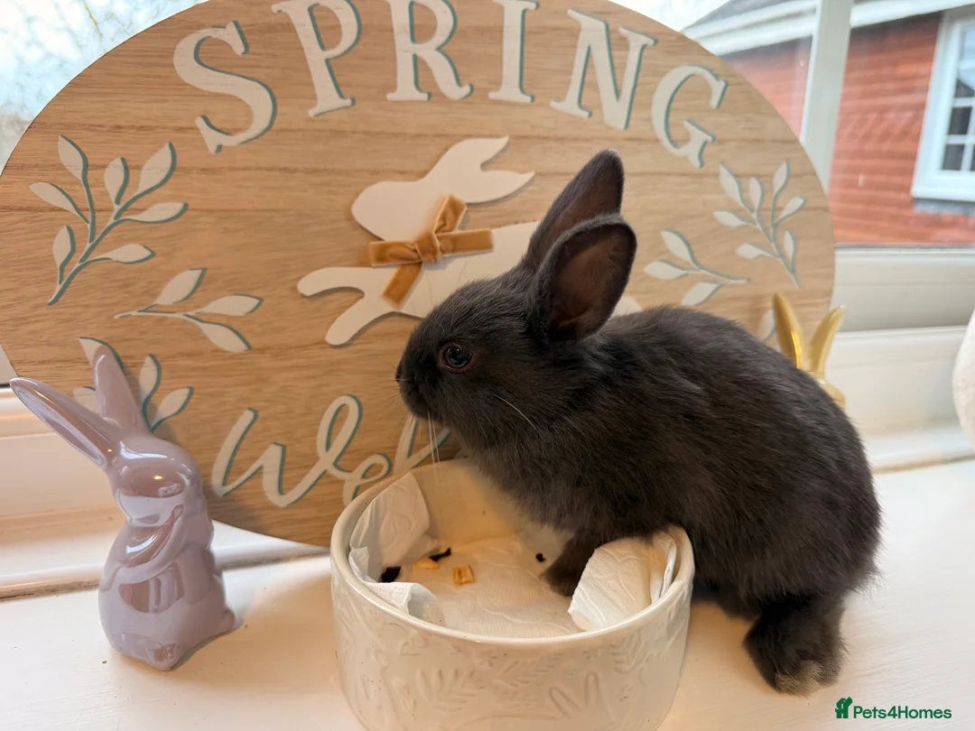 Mixed Breed rabbits for sale: Lion Head x Polish kits for sale (Mixed)  - Advert 6