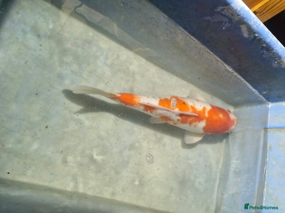 Koi Carp fish for sale: Koi carp various sizes - Advert 14