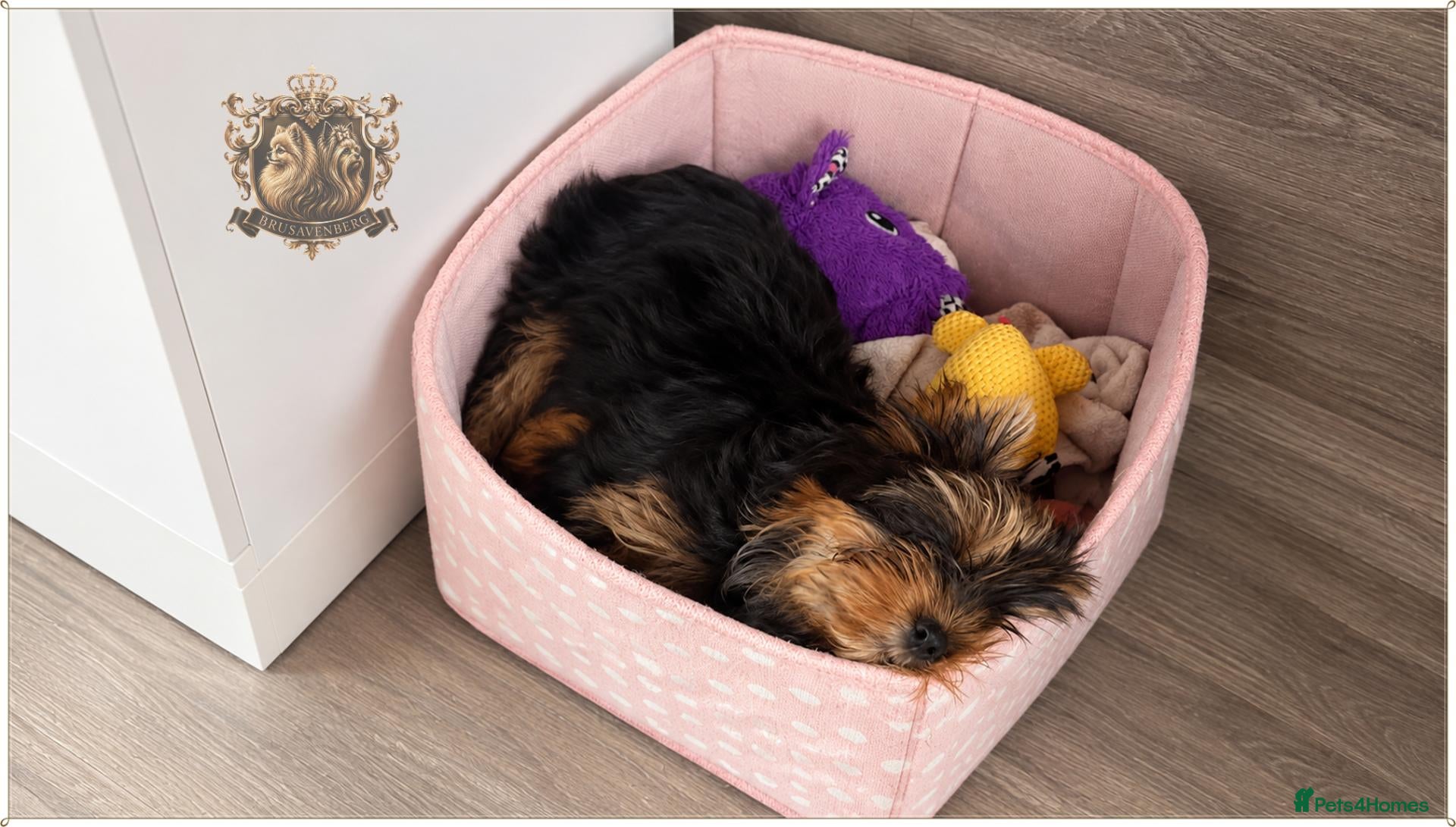 Yorkshire Terrier dogs MINIATURE YORKSHIRE TERRIERS KC DNA - Advert 12
