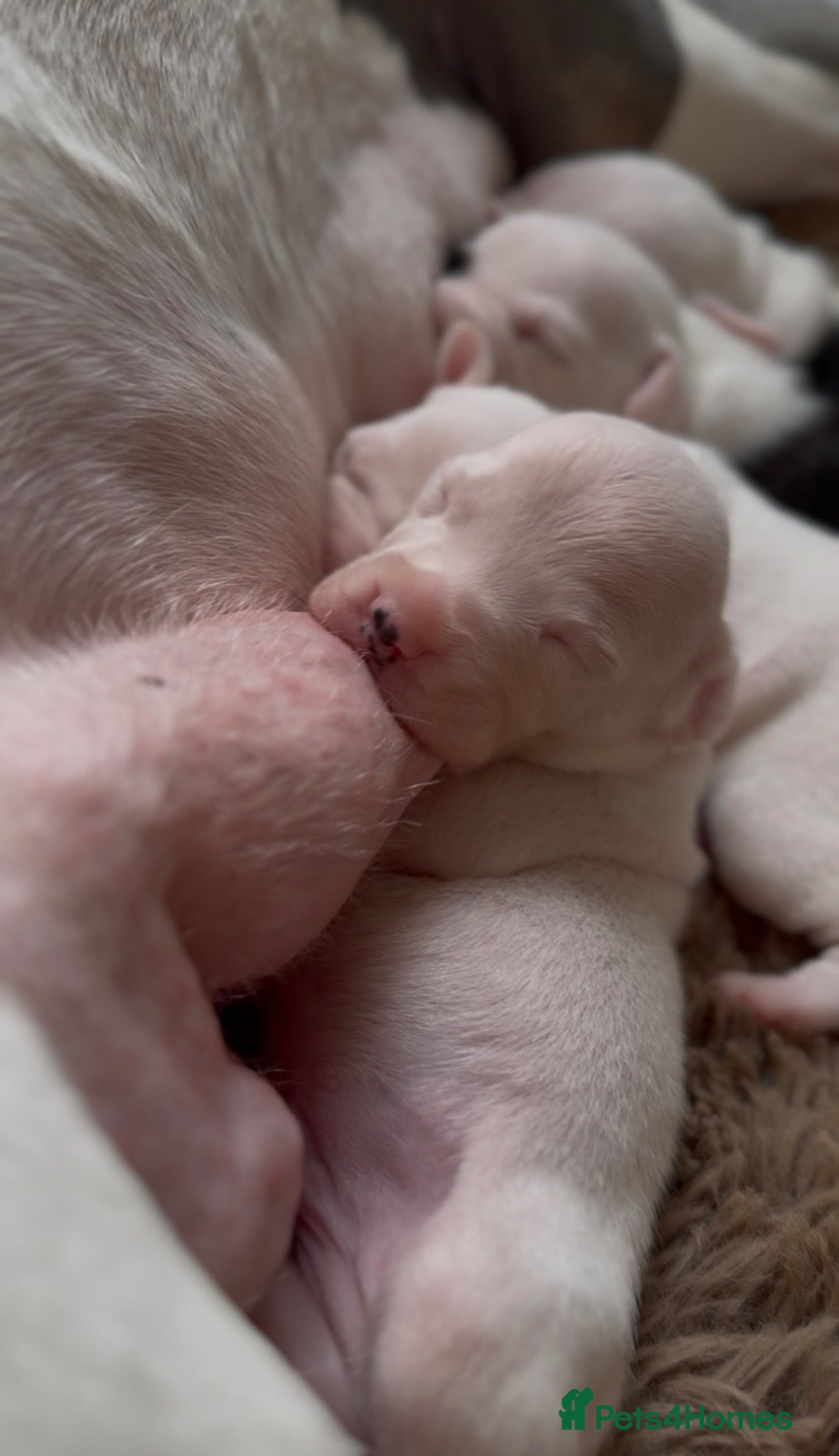 Mixed Breed dogs Beautiful American Bully x Staffy Puppies - Advert 2