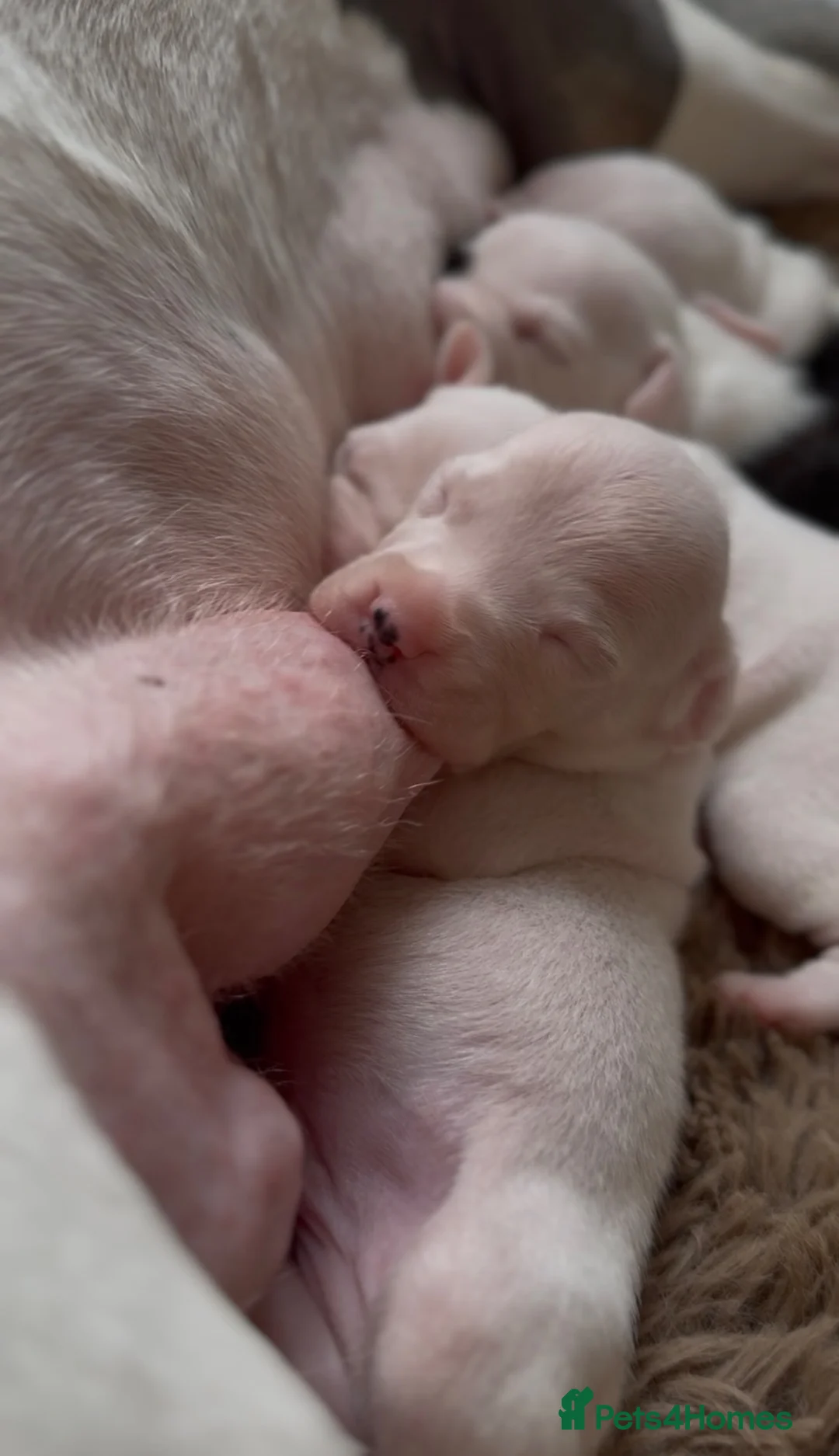 Mixed Breed dogs for sale: Beautiful American Bully x Staffy Puppies in Arundel - Advert 2