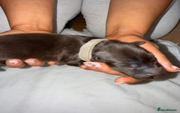 Flat coated Retriever dogs for sale: Flat coat Retriever Puppies for sale - Image 5